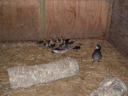 Chiloe pair and ducklings